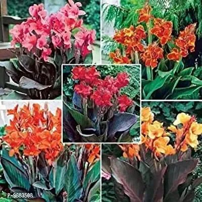 Imported Canna Lily Holy Flower Bulbs Home Outdoor Gardening Flowering ( multi mix,pack 4)