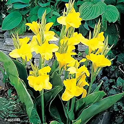 Imported Canna Lily Holy Flower Bulbs Home Outdoor Gardening Flowering ( water, pack 4)-thumb0