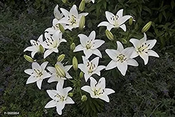 IMP. Asiatic Lilly Flower Bulbs for Gardening (Snow White, Pack of 8)-thumb0