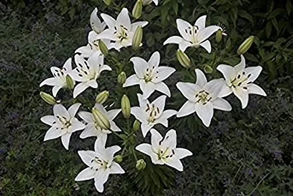 IMP. Asiatic Lilly Flower Bulbs for Gardening (Snow White, Pack of 8)