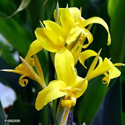 Imported Canna Lily Holy Flower Bulbs Home Outdoor Gardening Flowering ( glauca, pack 4)