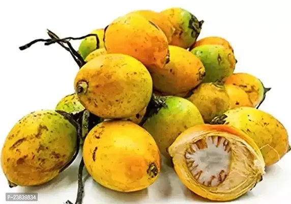 Purnima Nursery Hybrid Betel Nut Supari Plant  Pack of 1