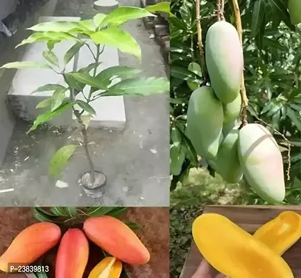 Purnima Nursery Thai Mahachanak Mango Plant Grafted Pack of 1