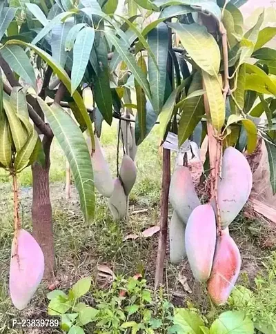 Purnima Nursery King Of Chakapat Mango Plant Pack of 1-thumb0