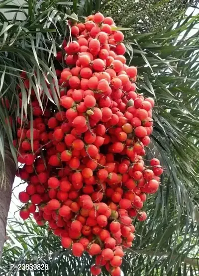 Purnima Nursery Betel Nut Plant Hybrid  Pack of 1