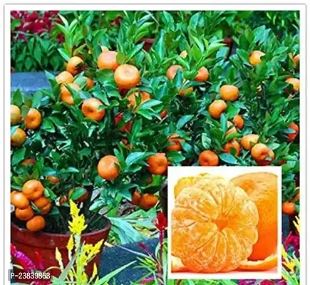 Purnima Nursery Orange Plant Pack of 1-thumb0