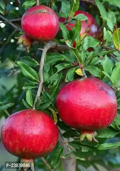 Purnima Nursery Super Red Bhagwa Anar Hybrid Pomegranate Bedana Plant Original Variety  Pack of 1