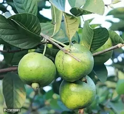 Purnima Nursery Thailand Guava Plant Pack of 1