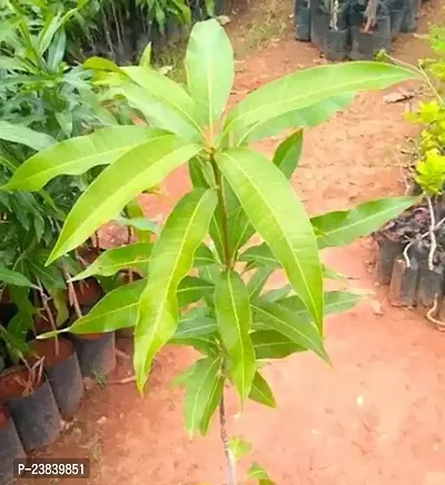 Purnima Nursery Mango Plant Hybrid Grafted Plant Pack of 1
