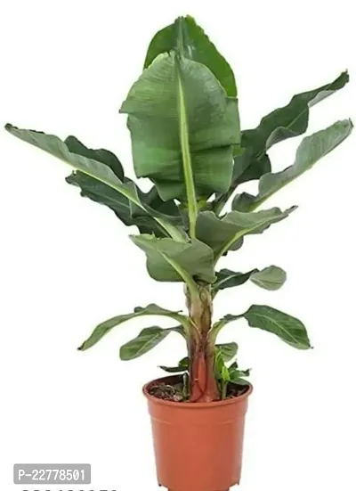 PURNIMA NURSERY Rare Dwarf Tissue Culture Cavendish Banana Plant 1 Healthy Live Plant Green Live Plant