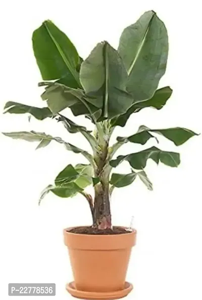 Grafted Banana Yelakki Plant With Pot-thumb0