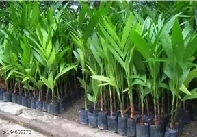 Purnima Nursery Betel Nut Plant Hybrid  Pack of 1-thumb1