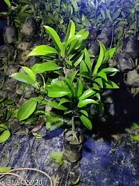 Purnima Nursery Chiku Sabeda Plant  Pack of 1-thumb3