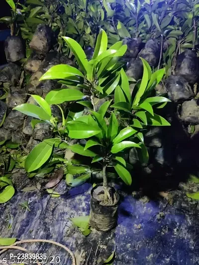 Purnima Nursery Chiku Sabeda Plant  Pack of 1-thumb2