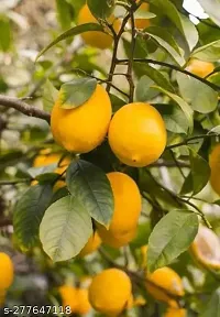 Purnima Nursery Lemon Fruit Plant Pack of-thumb1