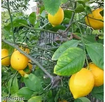 Purnima Nursery Lemon Fruit Plant Pack of-thumb2