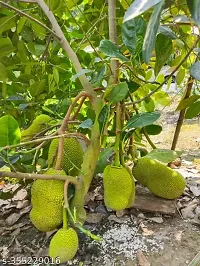 Purnima Nursery Dwarf Sweet Jack Fruit Grafted Plant  Pack of 1-thumb1