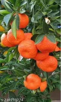 Purnima Nursery Orange Plant Pack of 1-thumb2