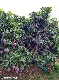 Purnima Nursery Tommy Atkins Mango Hybrid 1 Healthy Plant Pack of 1-thumb3