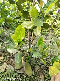 Purnima Nursery White Jackfruit Grafted Plant Pack of 1-thumb1