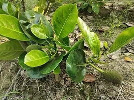 Purnima Nursery White Jackfruit Grafted Plant Pack of 1-thumb2