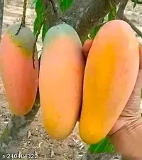 Purnima Nursery Thai Mahachanak Mango Plant Grafted Pack of 1-thumb1