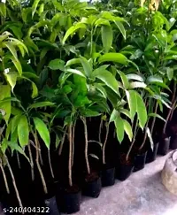 Purnima Nursery Thai Mahachanak Mango Plant Grafted Pack of 1-thumb3