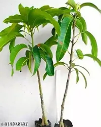 Purnima Nursery King Of Chakapat Mango Plant Pack of 1-thumb2