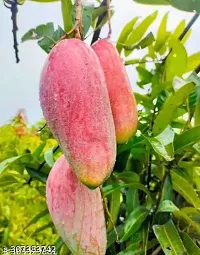 Purnima Nursery King Of Chakapat Mango Plant Pack of 1-thumb3