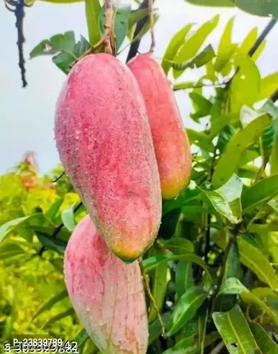 Purnima Nursery King Of Chakapat Mango Plant Pack of 1-thumb4