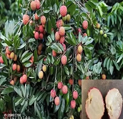 Ariya Litchi Early Seedless Variety Lychee Fruit (Air  layered/Grafted) Plants  Tree(1-1.5 Ft Size) Fruit  Fruit Trees-thumb0
