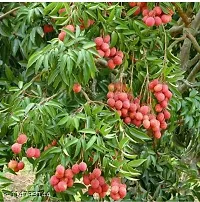 Ariya Litchi Early Seedless Variety Lychee Fruit (Air  layered/Grafted) Plants  Tree(1-1.5 Ft Size) Fruit  Fruit Trees-thumb1