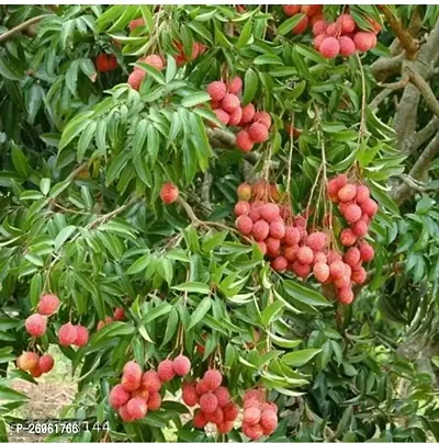 Ariya Litchi Early Seedless Variety Lychee Fruit (Air  layered/Grafted) Plants  Tree(1-1.5 Ft Size) Fruit  Fruit Trees-thumb2