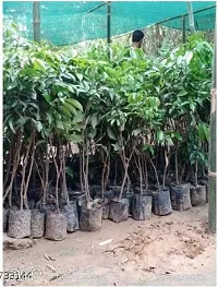 Ariya Litchi Early Seedless Variety Lychee Fruit (Air  layered/Grafted) Plants  Tree(1-1.5 Ft Size) Fruit  Fruit Trees-thumb2