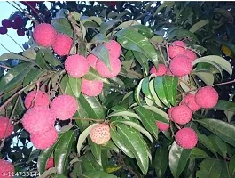 Ariya Litchi Early Seedless Variety Lychee Fruit (Air  layered/Grafted) Plants  Tree(1-1.5 Ft Size) Fruit  Fruit Trees-thumb3