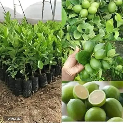 PURNIMA NURSERY Lemon Plant (Pack Of 1)-thumb0