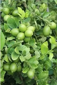 PURNIMA NURSERY Lemon Plant (Pack Of 1)-thumb2