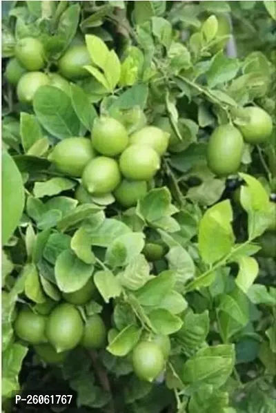 PURNIMA NURSERY Lemon Plant (Pack Of 1)-thumb3
