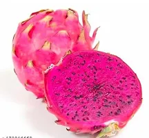 Dragon Fruit | Pack of 3 Plants| Live Plants | Best for Home Garden-thumb3