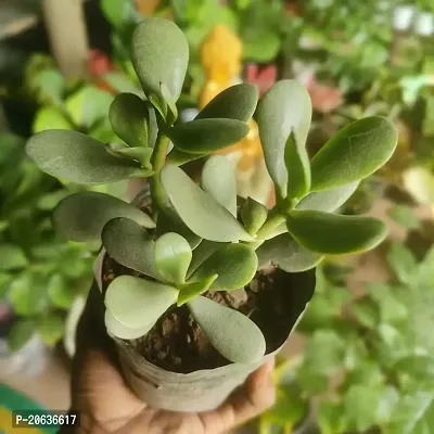 Aarnish | Crassula Ovata Jade Plant (Good Luck Feng Shui) | Kuberakshi Vastu Plant | JADE plant | GOOD LUCK MONEY TREE | WITH NURSERY POLY BAG-thumb0