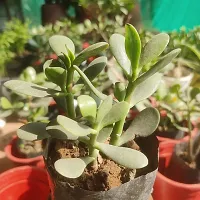 Aarnish | Crassula Ovata Jade Plant (Good Luck Feng Shui) | Kuberakshi Vastu Plant | JADE plant | GOOD LUCK MONEY TREE | WITH NURSERY POLY BAG-thumb4