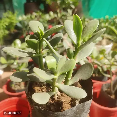 Aarnish | Crassula Ovata Jade Plant (Good Luck Feng Shui) | Kuberakshi Vastu Plant | JADE plant | GOOD LUCK MONEY TREE | WITH NURSERY POLY BAG-thumb5