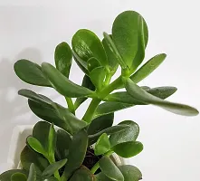 Aarnish | Crassula Ovata Jade Plant (Good Luck Feng Shui) | Kuberakshi Vastu Plant | JADE plant | GOOD LUCK MONEY TREE | WITH NURSERY POLY BAG-thumb2