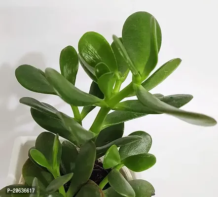 Aarnish | Crassula Ovata Jade Plant (Good Luck Feng Shui) | Kuberakshi Vastu Plant | JADE plant | GOOD LUCK MONEY TREE | WITH NURSERY POLY BAG-thumb3