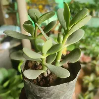 Aarnish | Crassula Ovata Jade Plant (Good Luck Feng Shui) | Kuberakshi Vastu Plant | JADE plant | GOOD LUCK MONEY TREE | WITH NURSERY POLY BAG-thumb1