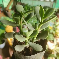 Aarnish | Crassula Ovata Jade Plant (Good Luck Feng Shui) | Kuberakshi Vastu Plant | JADE plant | GOOD LUCK MONEY TREE | WITH NURSERY POLY BAG-thumb3