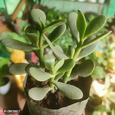 Aarnish | Crassula Ovata Jade Plant (Good Luck Feng Shui) | Kuberakshi Vastu Plant | JADE plant | GOOD LUCK MONEY TREE | WITH NURSERY POLY BAG-thumb4