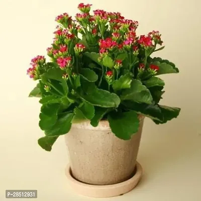 Natural Live Plant for Home Garden-thumb0