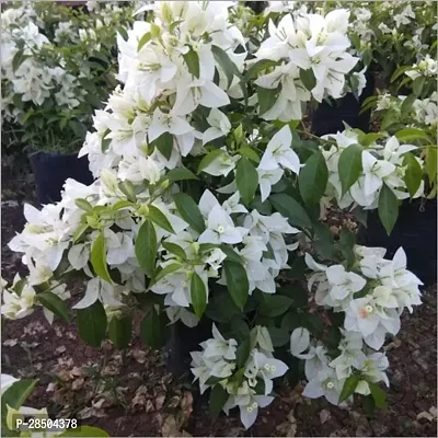 Bougainvillea Plant  Bougainvillea White Plant-thumb2