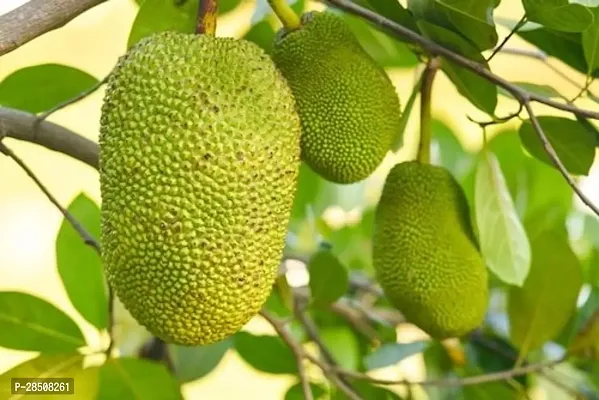 Jackfruit Plant  Kathal Plant kingdom151-thumb0